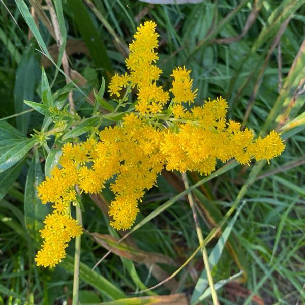 Late guldenroede (Solidago gigantea)